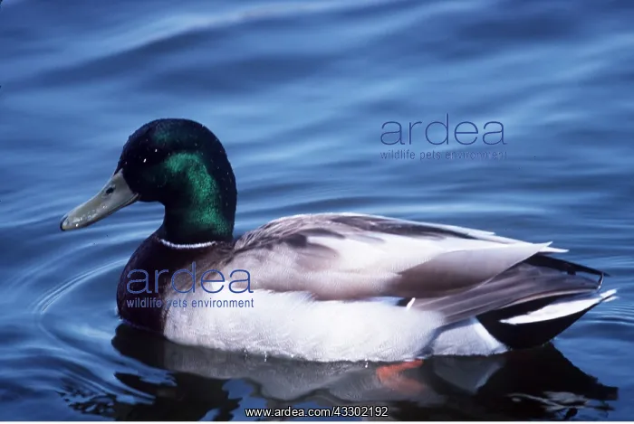  : MALLARD DUCK - male