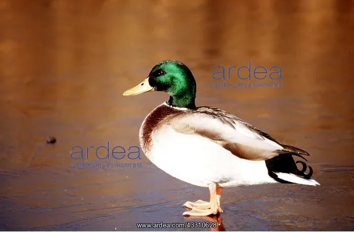 : MALLARD DUCK - male : MALLARD DUCK - male