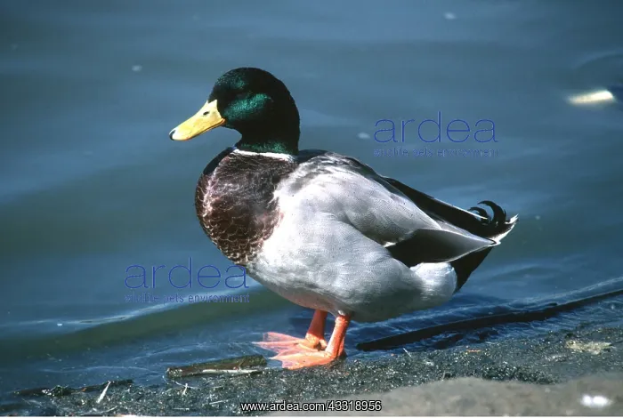 : MALLARD DUCK - male : MALLARD DUCK - male
