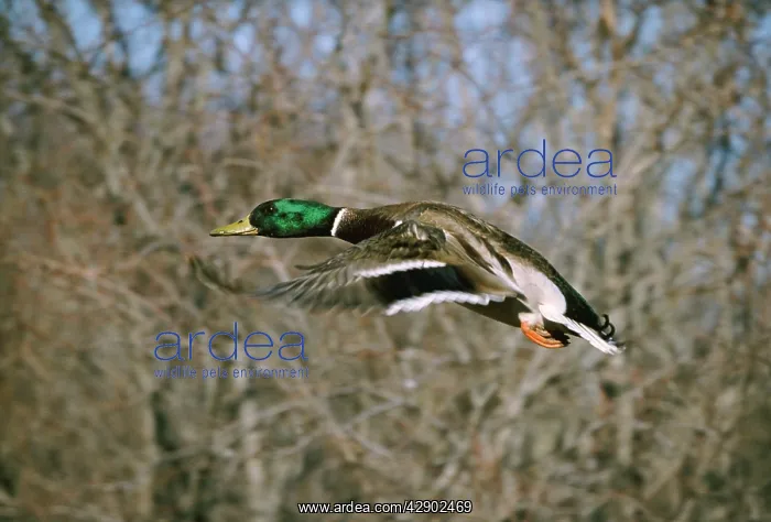  : MALLARD DUCK - male, in flight
