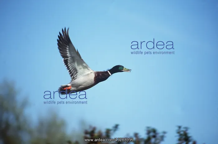 : Mallard DUCK - male in flight : Mallard DUCK - male in flight