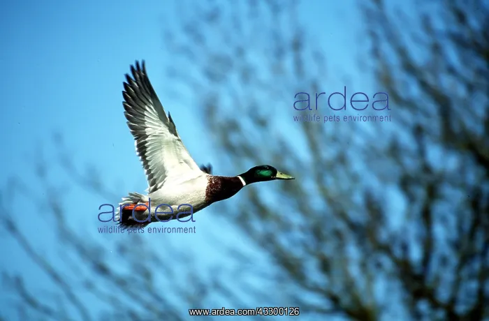 : MALLARD DUCK - male in flight : MALLARD DUCK - male in flight
