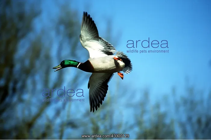 : MALLARD DUCK - male in flight : MALLARD DUCK - male in flight