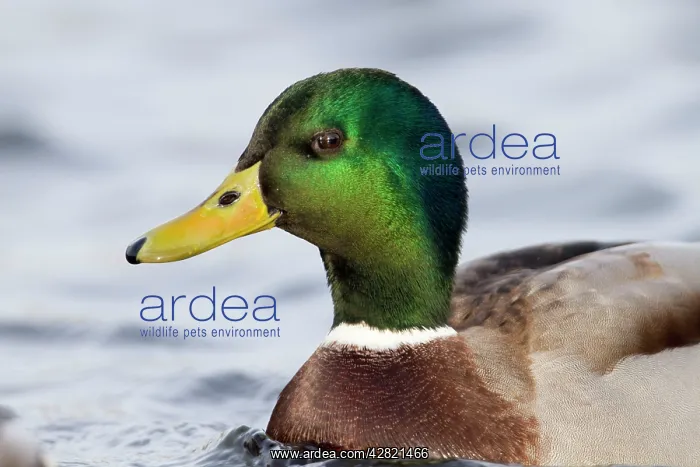 : Mallard Duck - male - portrait : Mallard Duck - male - portrait