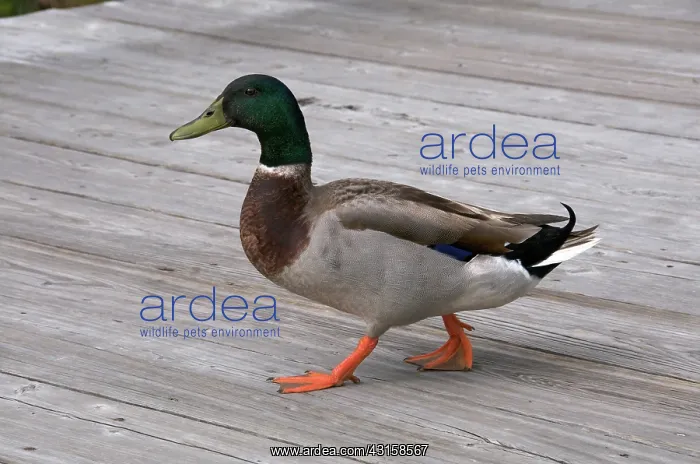 : Mallard Duck, male walking on wooden pier : Mallard Duck, male walking on wooden pier