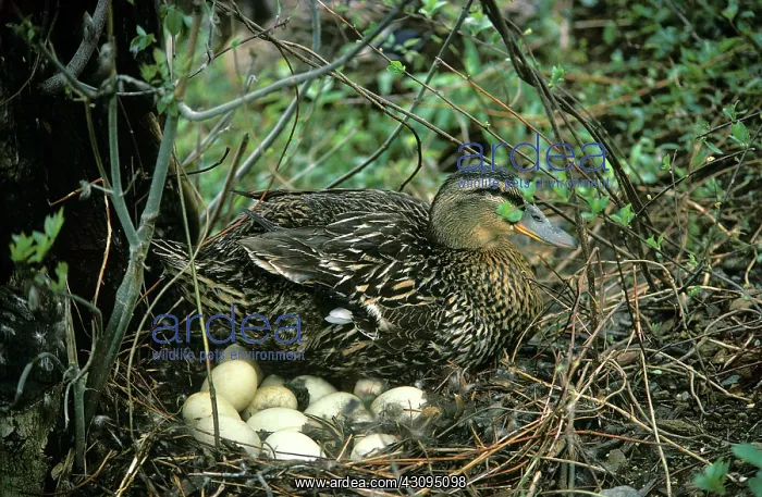 : Mallard duck on Nest : Mallard duck on Nest