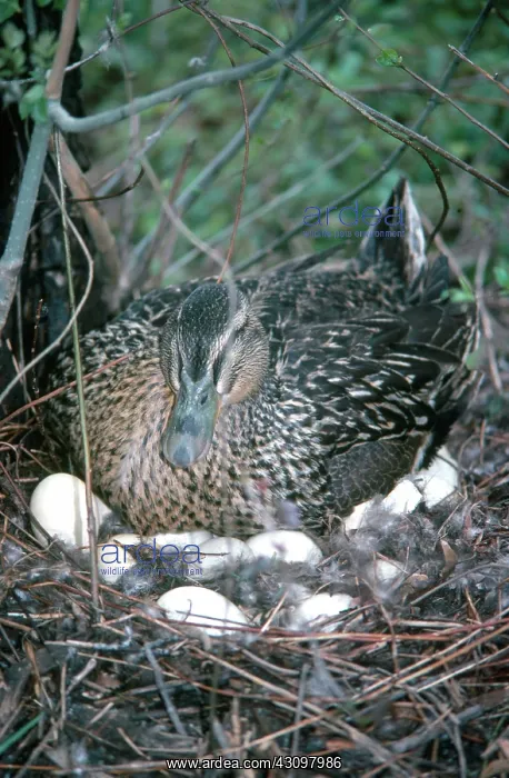 : Mallard Duck on Nest : Mallard Duck on Nest