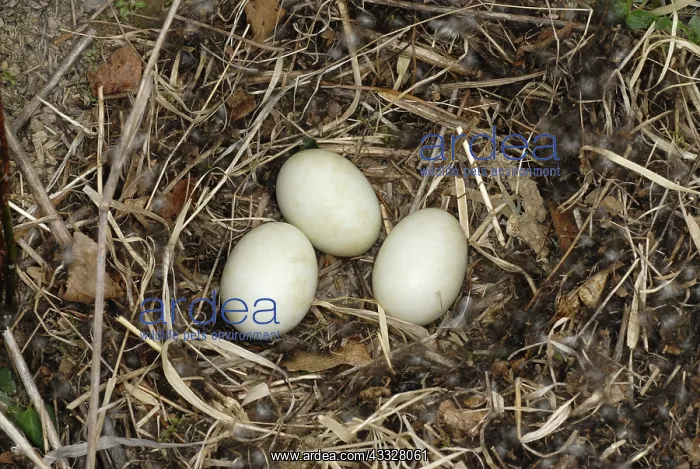: Mallard Duck Nest : Mallard Duck Nest