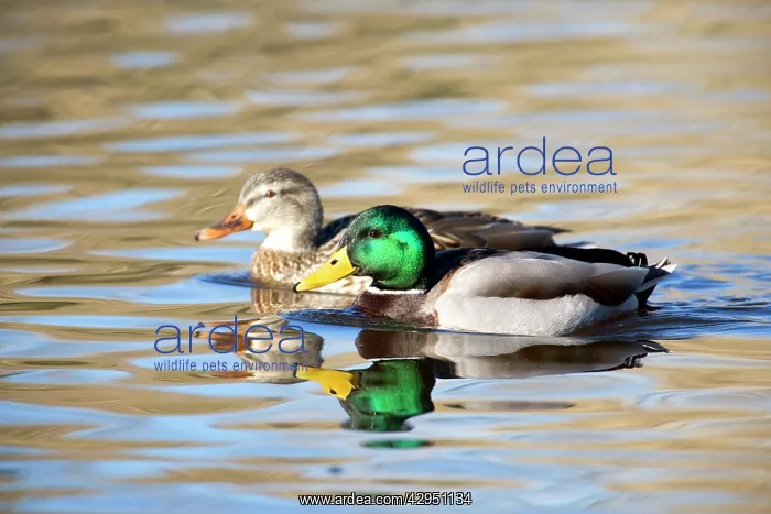 : Mallard Duck - pair : Mallard Duck - pair