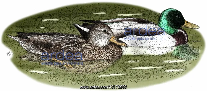 : Mallard Duck Pair : Mallard Duck Pair