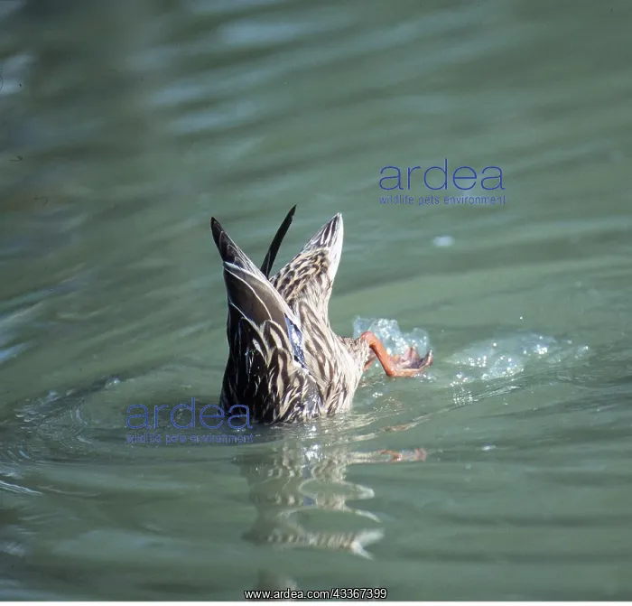 : MALLARD DUCK - sideview, dabbling : MALLARD DUCK - sideview, dabbling