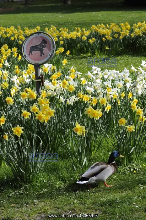 : Mallard Duck before a sign prohibiting access to the dogs : Mallard Duck before a sign prohibiting access to the dogs