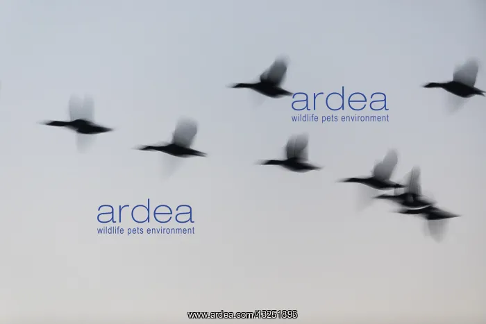 : Mallard Duck - silhouette of flock flying at dusk : Mallard Duck - silhouette of flock flying at dusk