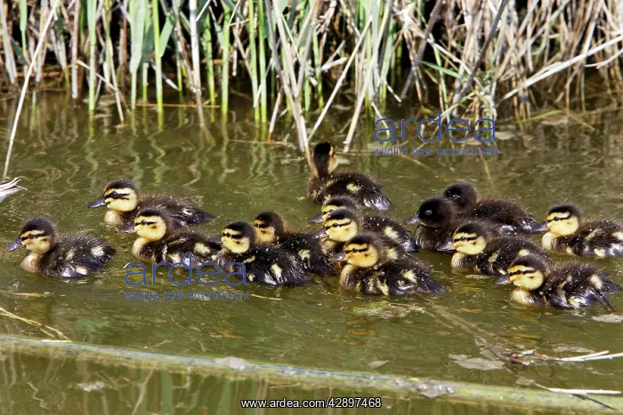 : Mallard Duck - young : Mallard Duck - young