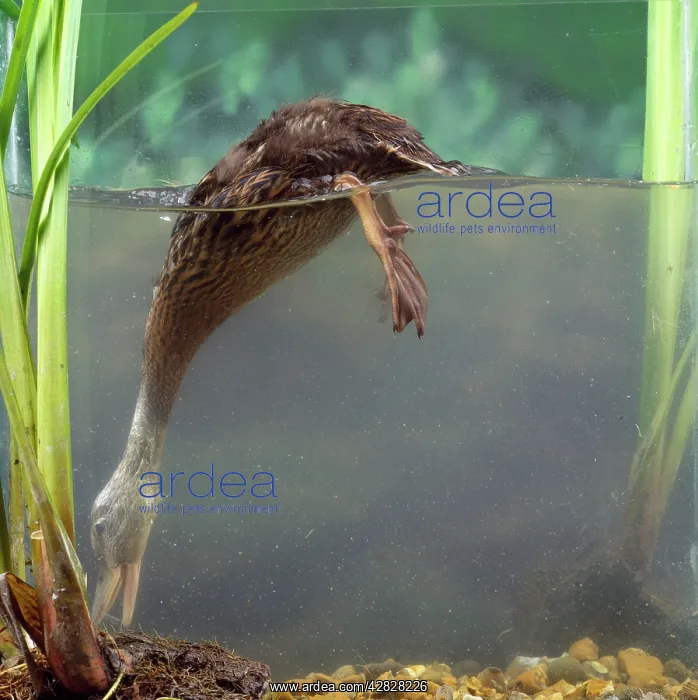  : Mallard DUCKLING - 4 weeks old, dabbling