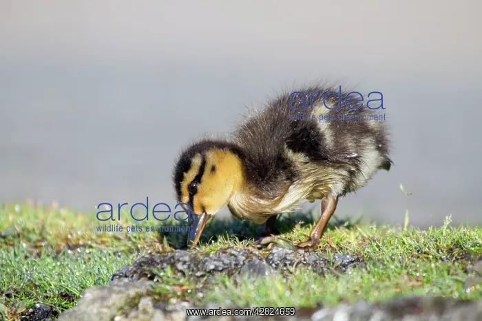 : Mallard - duckling : Mallard - duckling
