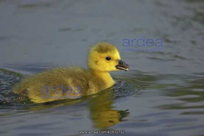  : Mallard - duckling