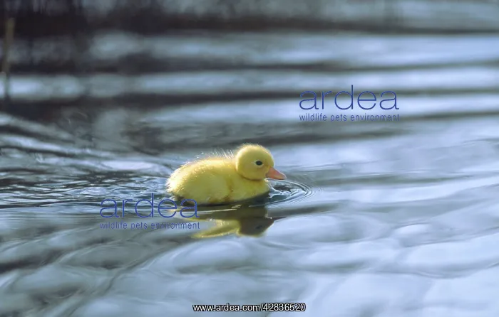 : Mallard - Duckling : Mallard - Duckling