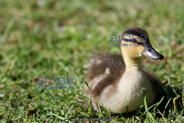 : Mallard duckling : Mallard duckling