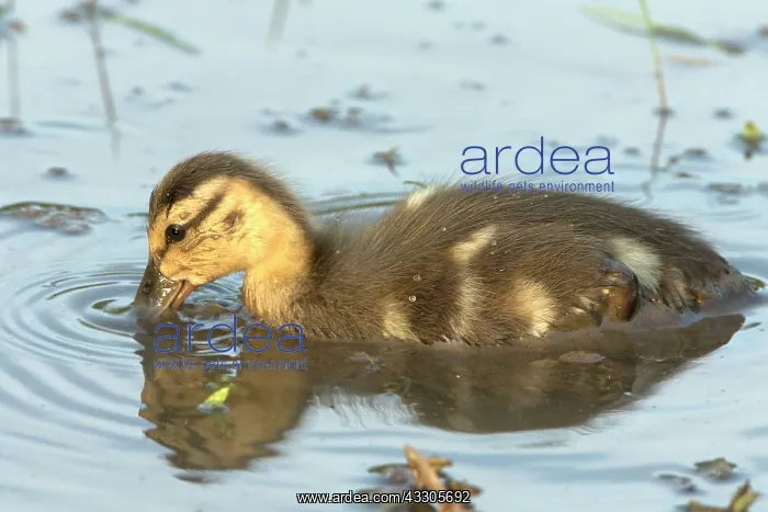 : Mallard - duckling : Mallard - duckling