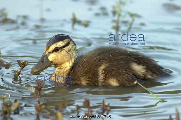 : Mallard - duckling : Mallard - duckling