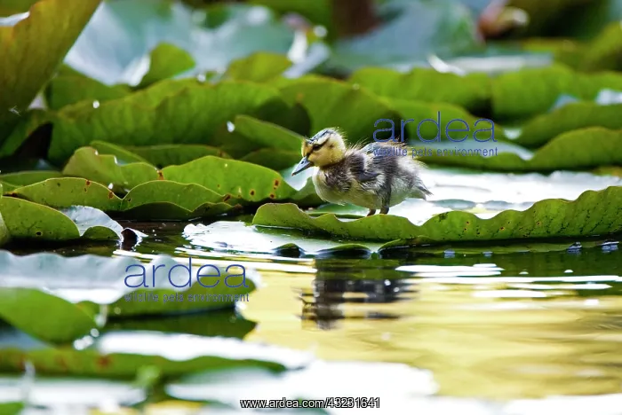 : Mallard duckling, Anas platyrhynchos, Stanley : Mallard duckling, Anas platyrhynchos, Stanley