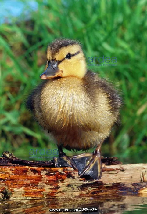  : MALLARD DUCKLING - On log in pond. Three days old