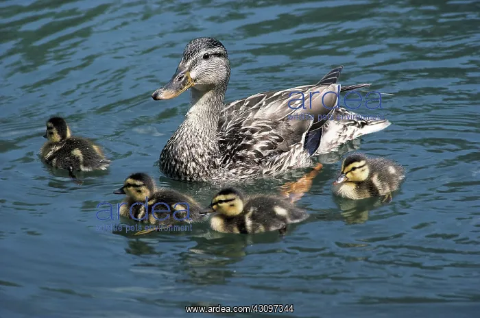 : Mallard with ducklings : Mallard with ducklings