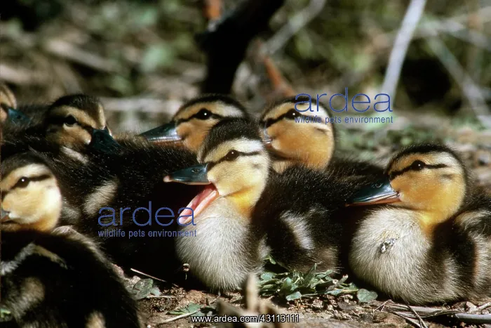 : Mallard Ducklings : Mallard Ducklings