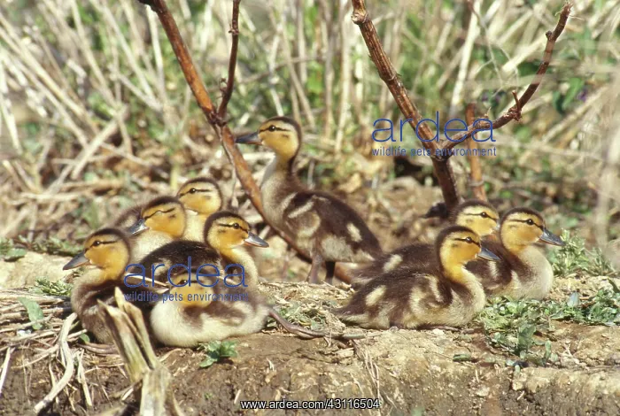 : Mallard Ducklings : Mallard Ducklings
