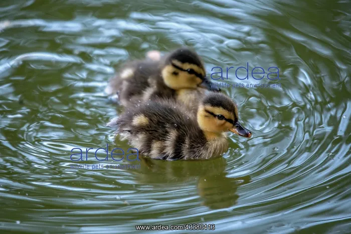 : Mallard ducklings : Mallard ducklings