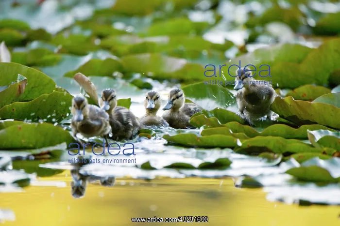 : Mallard ducklings, Anas platyrhynchos, Stanley : Mallard ducklings, Anas platyrhynchos, Stanley