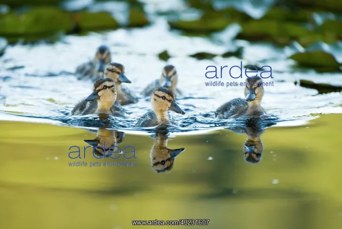  : Mallard ducklings, Anas platyrhynchos, Stanley