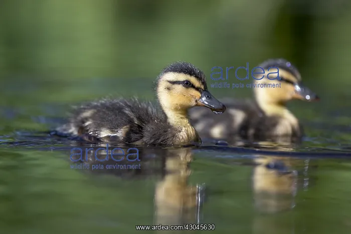: Mallard - Ducklings - Cornwall - UK : Mallard - Ducklings - Cornwall - UK