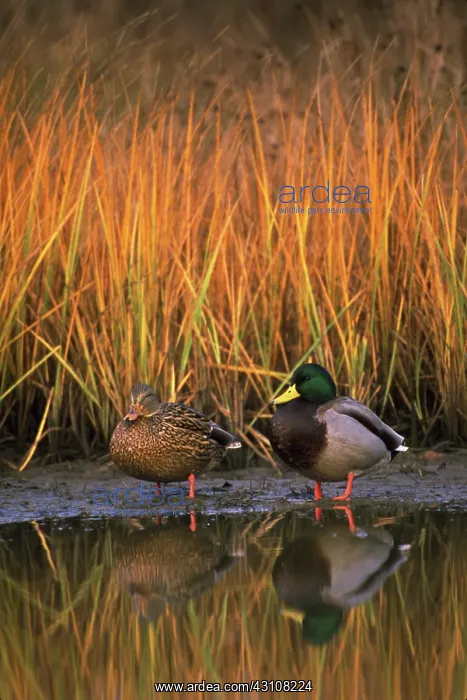 : Mallard ducks : Mallard ducks