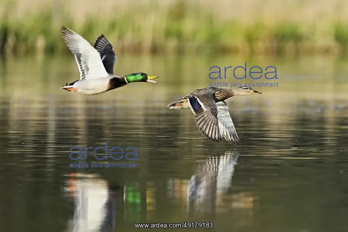 : Mallard ducks (Anas platyrhynchos) : Mallard ducks (Anas platyrhynchos)