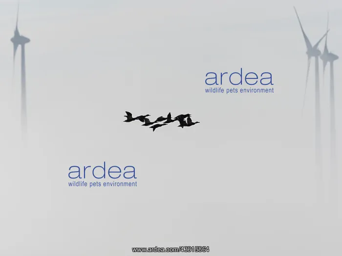 : Mallard Ducks, - flock flying in fog with wind turbines : Mallard Ducks, - flock flying in fog with wind turbines