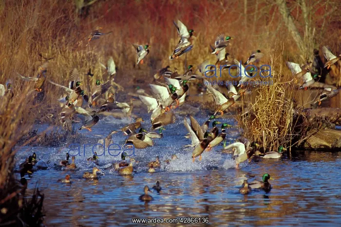 : Mallard Ducks - flushing or jumping : Mallard Ducks - flushing or jumping