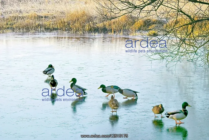 : Mallard ducks gather on a frozen lake : Mallard ducks gather on a frozen lake