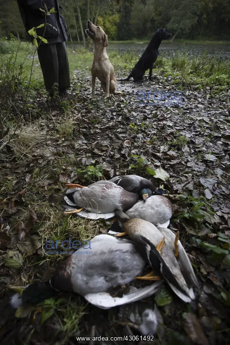 : Mallard ducks killed during a hunt time France : Mallard ducks killed during a hunt time France