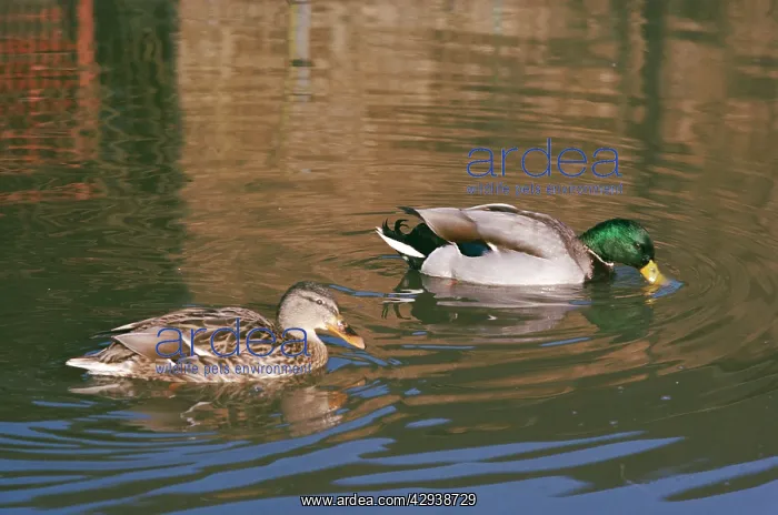  : Mallard DUCKS - male and female dabbling