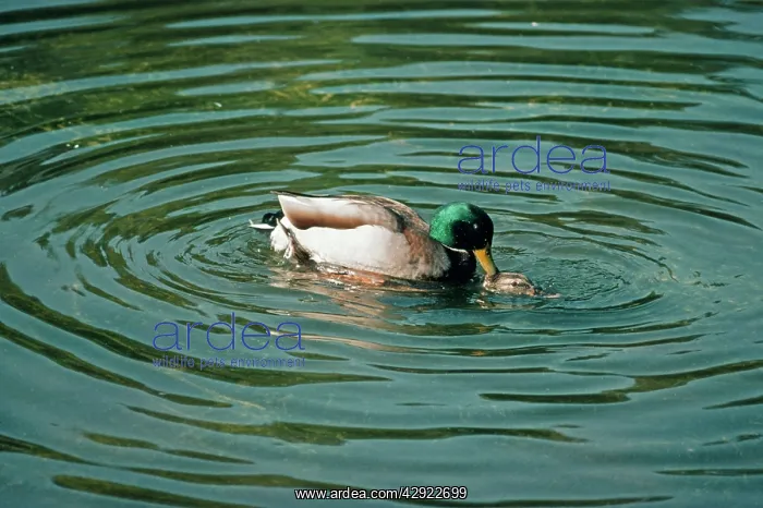 : MALLARD DUCKS - male and female mating in water : MALLARD DUCKS - male and female mating in water