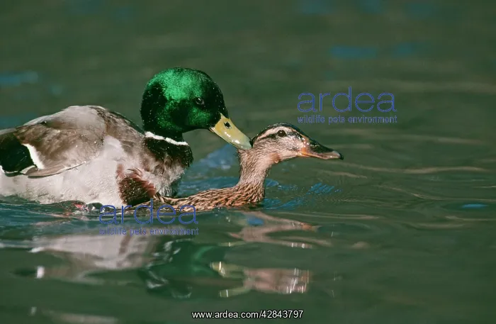 : Mallard DUCKS - pair mating in water. Male holds : Mallard DUCKS - pair mating in water. Male holds