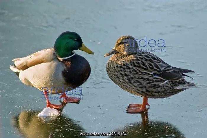: Mallard Ducks - pair standing on frozen pond : Mallard Ducks - pair standing on frozen pond
