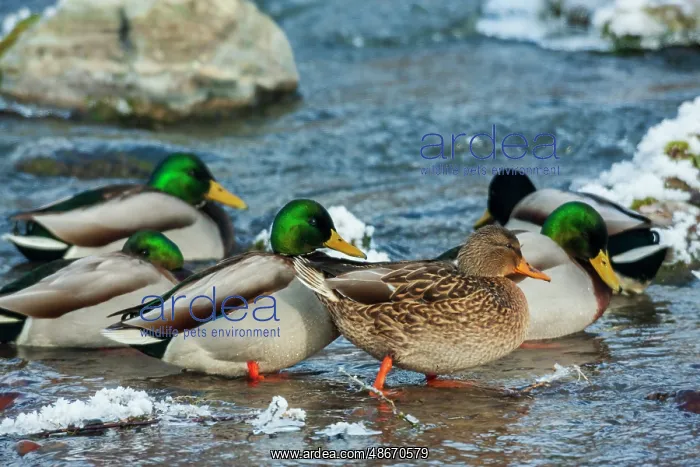 : Mallard ducks take refuge on flowing stream away from their : Mallard ducks take refuge on flowing stream away from their