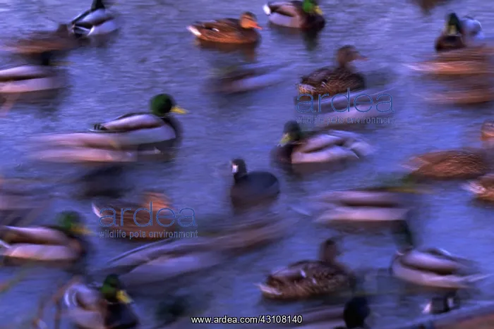 : Mallard ducks swimming : Mallard ducks swimming