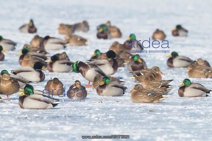 : Mallard Ducks Winter : Mallard Ducks Winter