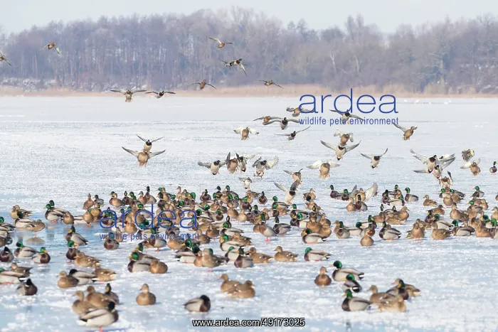: Mallard Ducks Winter : Mallard Ducks Winter