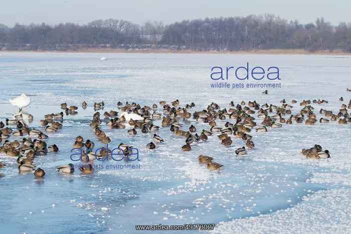 : Mallard Ducks Winter : Mallard Ducks Winter