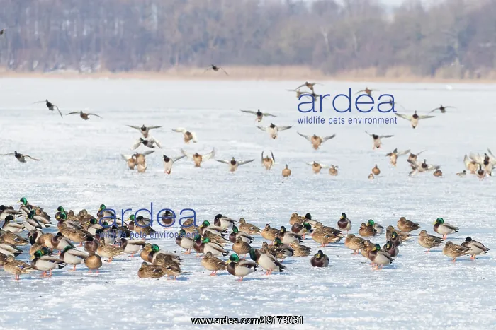 : Mallard Ducks Winter : Mallard Ducks Winter